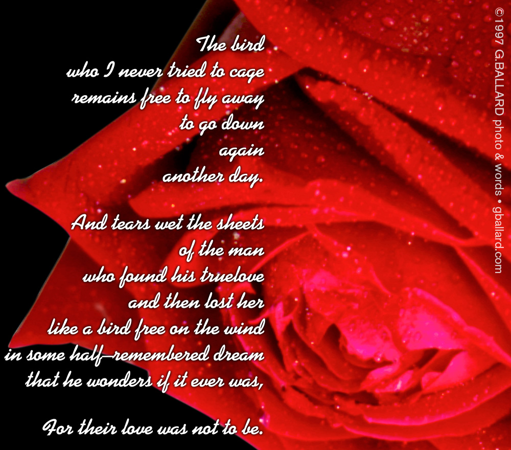 The bird who I never tried to cage remains free to fly away to go down again another day. And tears wet the sheets of the man who found his truelove and then lost her like a bird free on the wind in some half-remembered dream that he wonders if it ever was, for their love was not to be.
