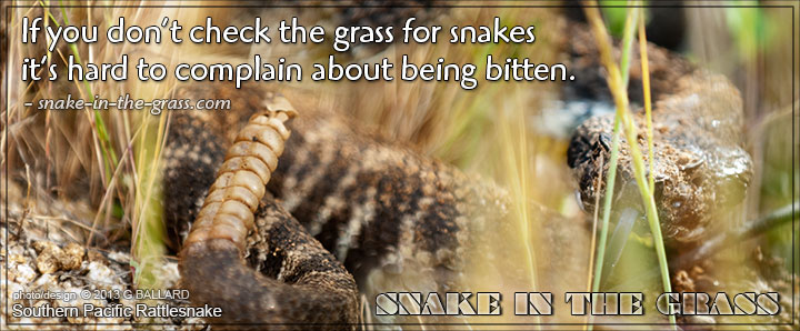 SNAKEINTHEGRASS.COM